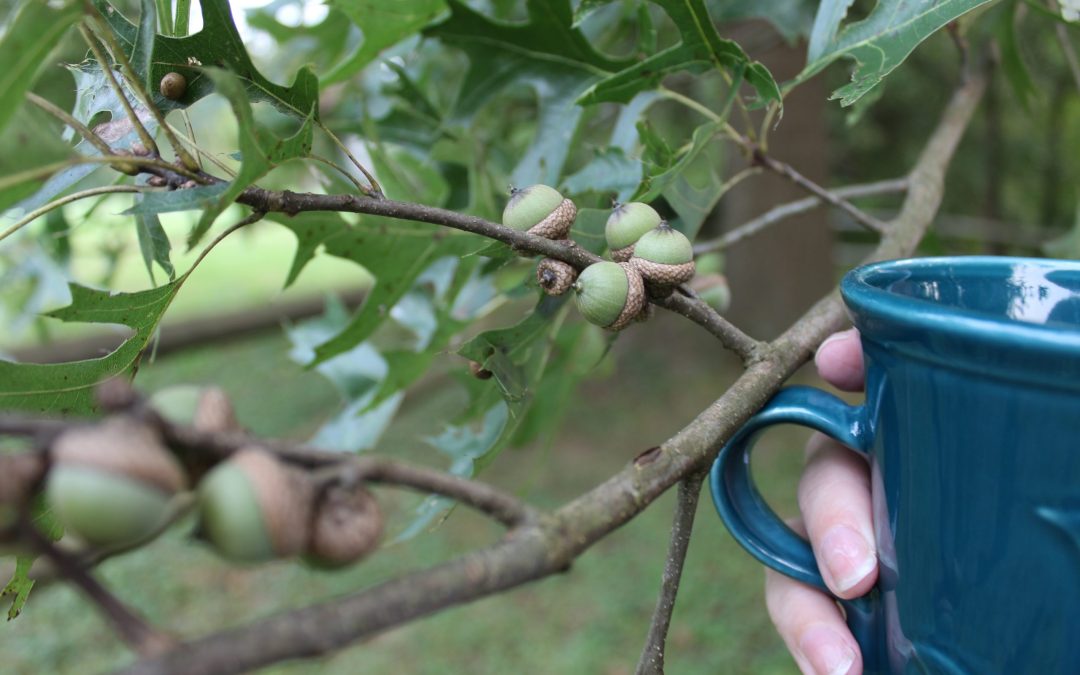 The View From My Cup – Acorns Aplenty