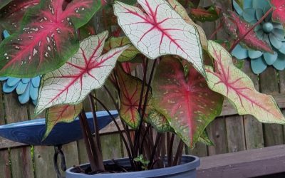 The View from My Cup…Caladiums